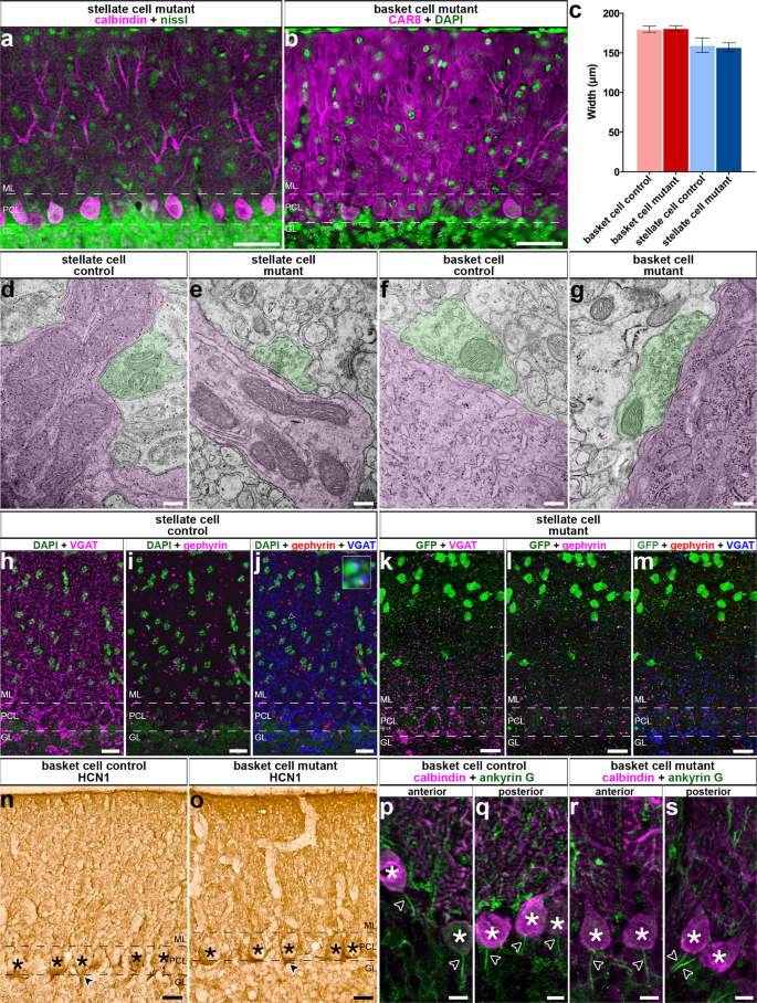 Molecular layer interneurons shape the spike activity of cerebellar  Purkinje cells | Scientific Reports