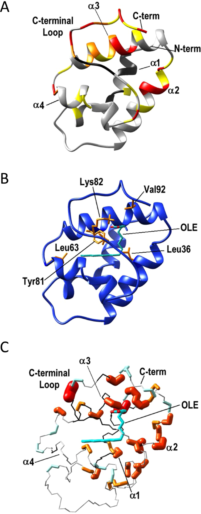 Impact Of Lipid Binding On The Tertiary Structure And Allergenic Potential Of Jug R 3 The Non Specific Lipid Transfer Protein From Walnut Scientific Reports
