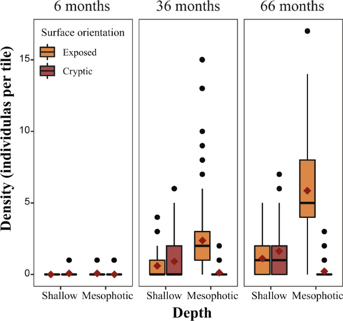 Upper mesophotic depths in the coral reefs of Eilat, Red Sea, offer  suitable refuge grounds for coral settlement | Scientific Reports