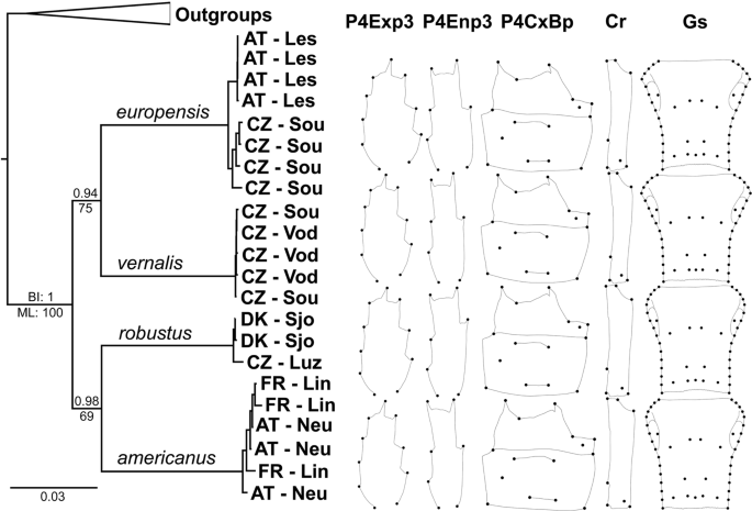 Phylogenetic tree definition Phylogenetic tree definition