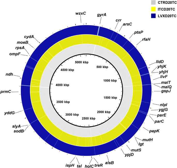 Continuous Culture Of Escherichia Coli Under Selective Pressure By A Novel Antimicrobial Complex Does Not Result In Development Of Resistance Scientific Reports Continuous Culture Of Escherichia Coli Under Selective Pressure By A Novel Antimicrobial Complex Does Not Result In Development Of Resistance Scientific Reports