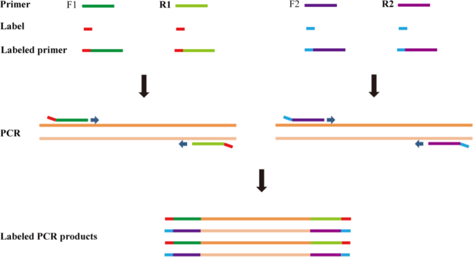 An efficient and cost-effective method for primer-induced nucleotide  labeling for massive sequencing on next-generation sequencing platforms |  Scientific Reports