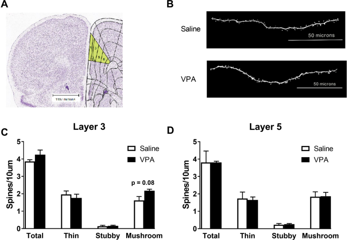 Pellen postzegel Handelsmerk Consequences of prenatal exposure to valproic acid in the socially  monogamous prairie voles | Scientific Reports