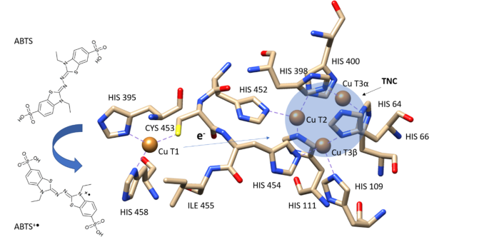 Rotating Magnetic Field As Tool For Enhancing Enzymes Properties Laccase Case Study Scientific Reports