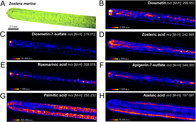 Surface Chemical Defence Of The Eelgrass Zostera Marina Against Microbial Foulers Scientific Reports