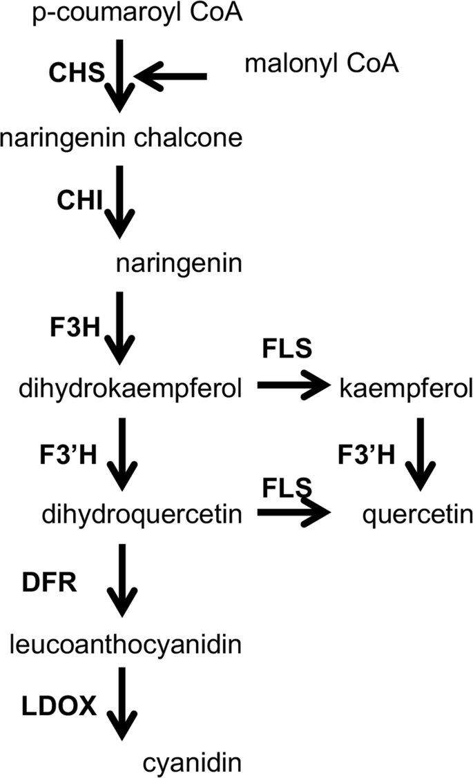 Genetic And Phytochemical Characterization Of Lettuce Flavonoid Biosynthesis Mutants Scientific Reports