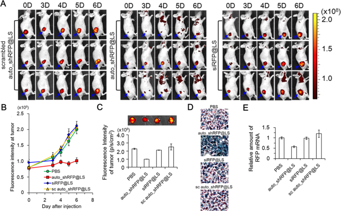 A T7 Autogene Based Hybrid Mrna Dna System For Long Term Shrna Expression In Cytoplasm Without Inefficient Nuclear Entry Scientific Reports A T7 Autogene Based Hybrid Mrna Dna System For Long Term Shrna Expression In Cytoplasm Without Inefficient Nuclear Entry Scientific Reports