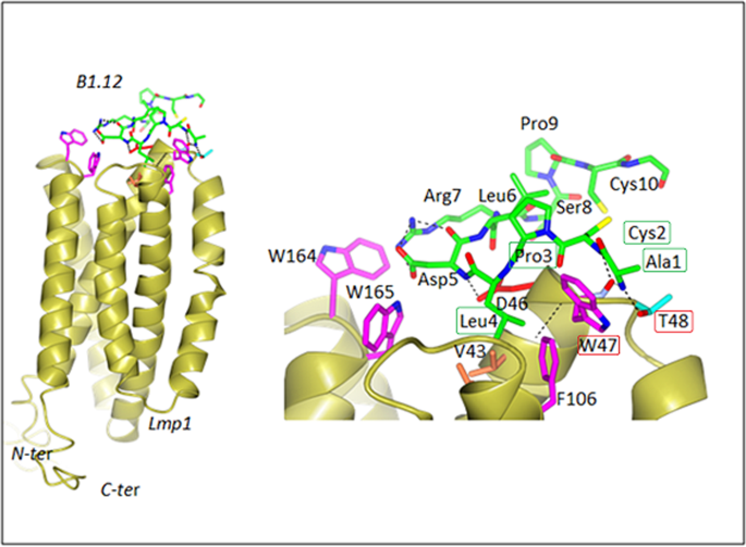 Peptide Clinical Trial: How a Synthetic LMP-1 Peptide Revealed EBV Lymphoma Mechanisms