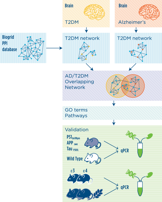 Cross Disease Analysis Of Alzheimer S Disease And Type 2 Diabetes Highlights The Role Of Autophagy In The Pathophysiology Of Two Highly Comorbid Diseases Scientific Reports