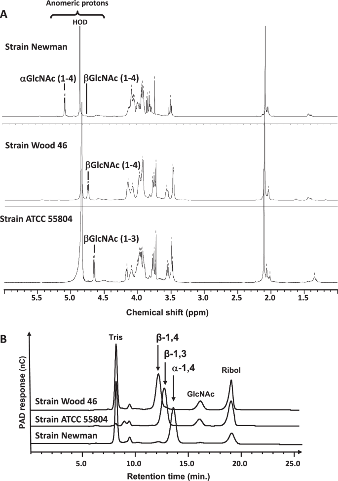 Glycosylation of Staphylococcus aureus cell wall teichoic acid is  influenced by environmental conditions | Scientific Reports