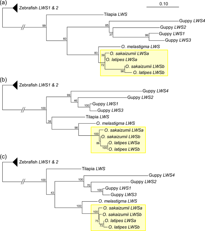 Evolutionary History Of The Medaka Long Wavelength Sensitive Genes And Effects Of Artificial Regression By Gene Loss On Behavioural Photosensitivity Scientific Reports medaka long wavelength sensitive genes