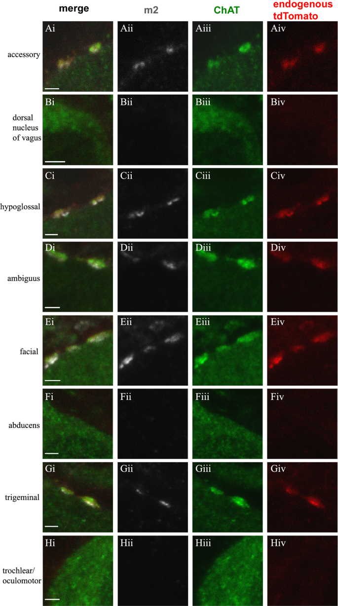Pitx2 Cholinergic Interneurons Are The Source Of C Bouton Synapses On Brainstem Motor Neurons Scientific Reports Pitx2 Cholinergic Interneurons Are The Source Of C Bouton Synapses On Brainstem Motor Neurons Scientific Reports