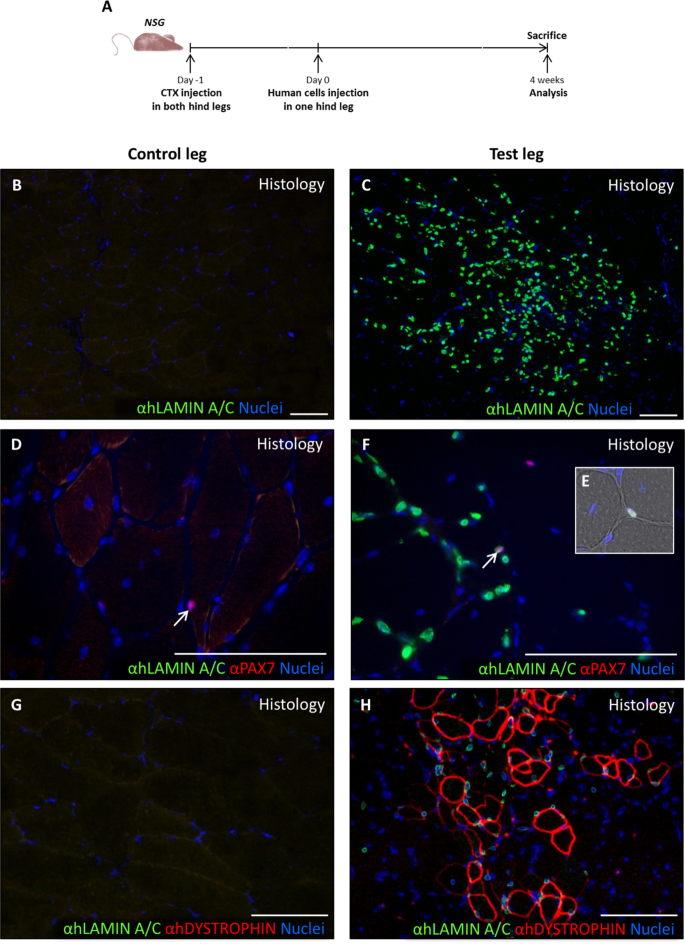 Isolation And Characterization Of Myogenic Precursor Cells From Human Cremaster Muscle Scientific Reports