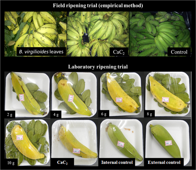Ripening Of Bananas Using Bowdichia Virgilioides Kunth Leaves Scientific Reports