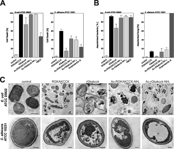 Proteolytic Degradation Of Reduced Human Beta Defensin 1 Generates A Novel Antibiotic Octapeptide Scientific Reports