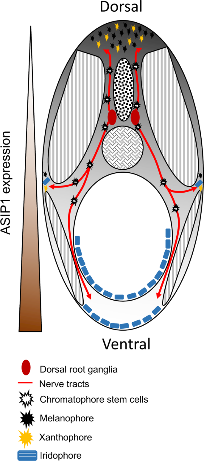 figure 8