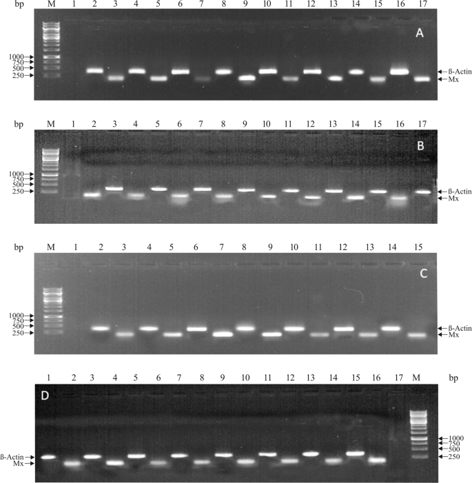 Molecular Cloning Gtp Recognition Mechanism And Tissue Specific Expression Profiling Of Myxovirus Resistance Mx Protein In Labeo Rohita Hamilton After Poly I C Induction Scientific Reports