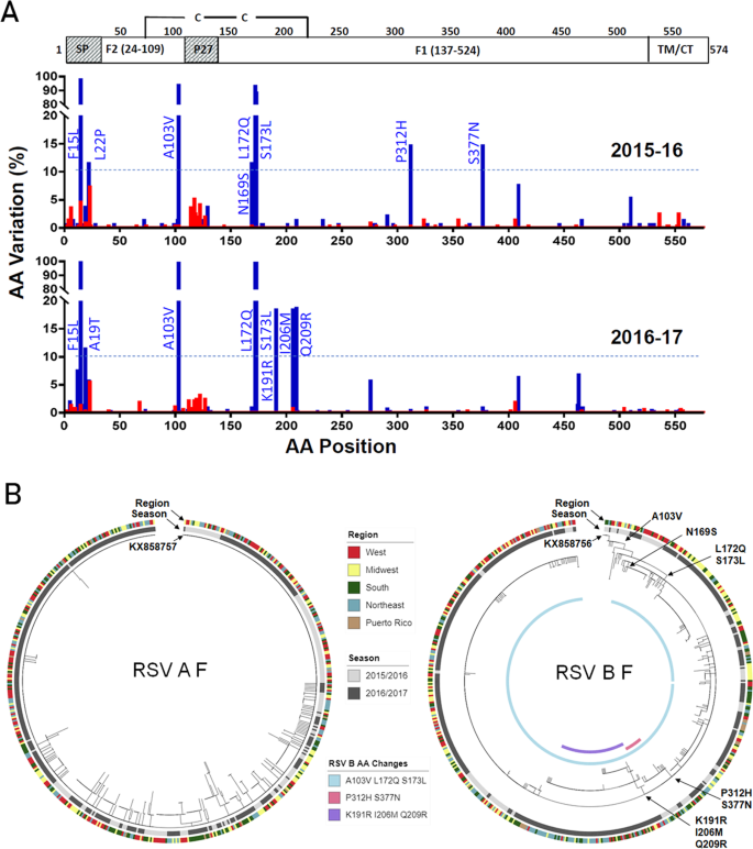 Emergence Of New Antigenic Epitopes In The Glycoproteins Of Human Respiratory Syncytial Virus Collected From A Us Surveillance Study 15 17 Scientific Reports