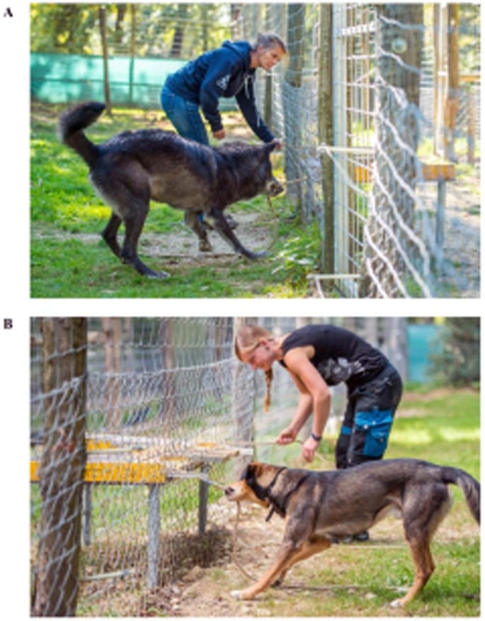 Wolves lead and dogs follow, but they both cooperate with humans |  Scientific Reports