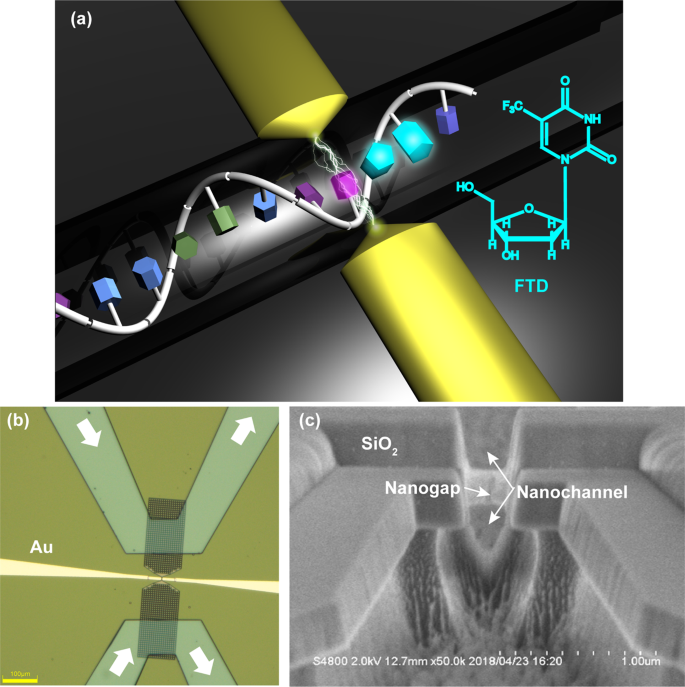 Direct Analysis Of Incorporation Of An Anticancer Drug Into Dna At Single Molecule Resolution Scientific Reports