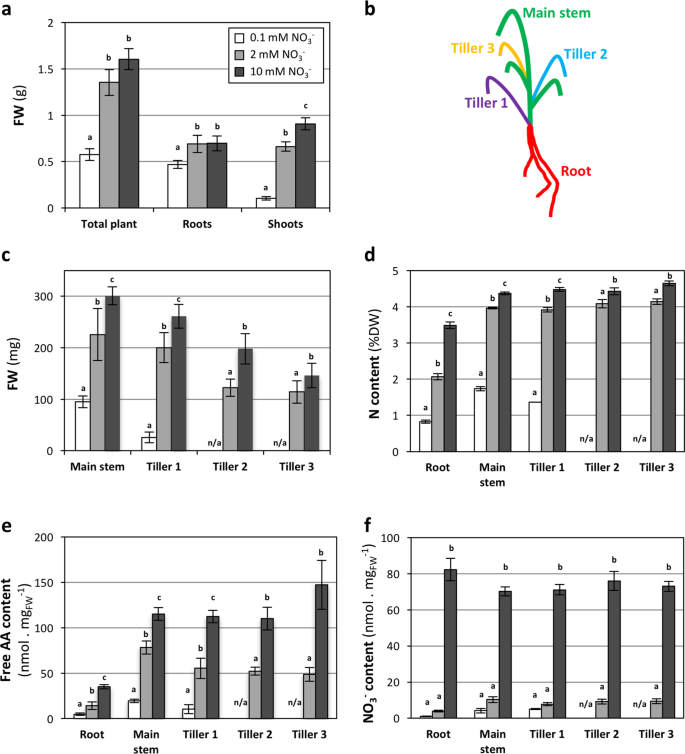 post anthesis meaning figure 1