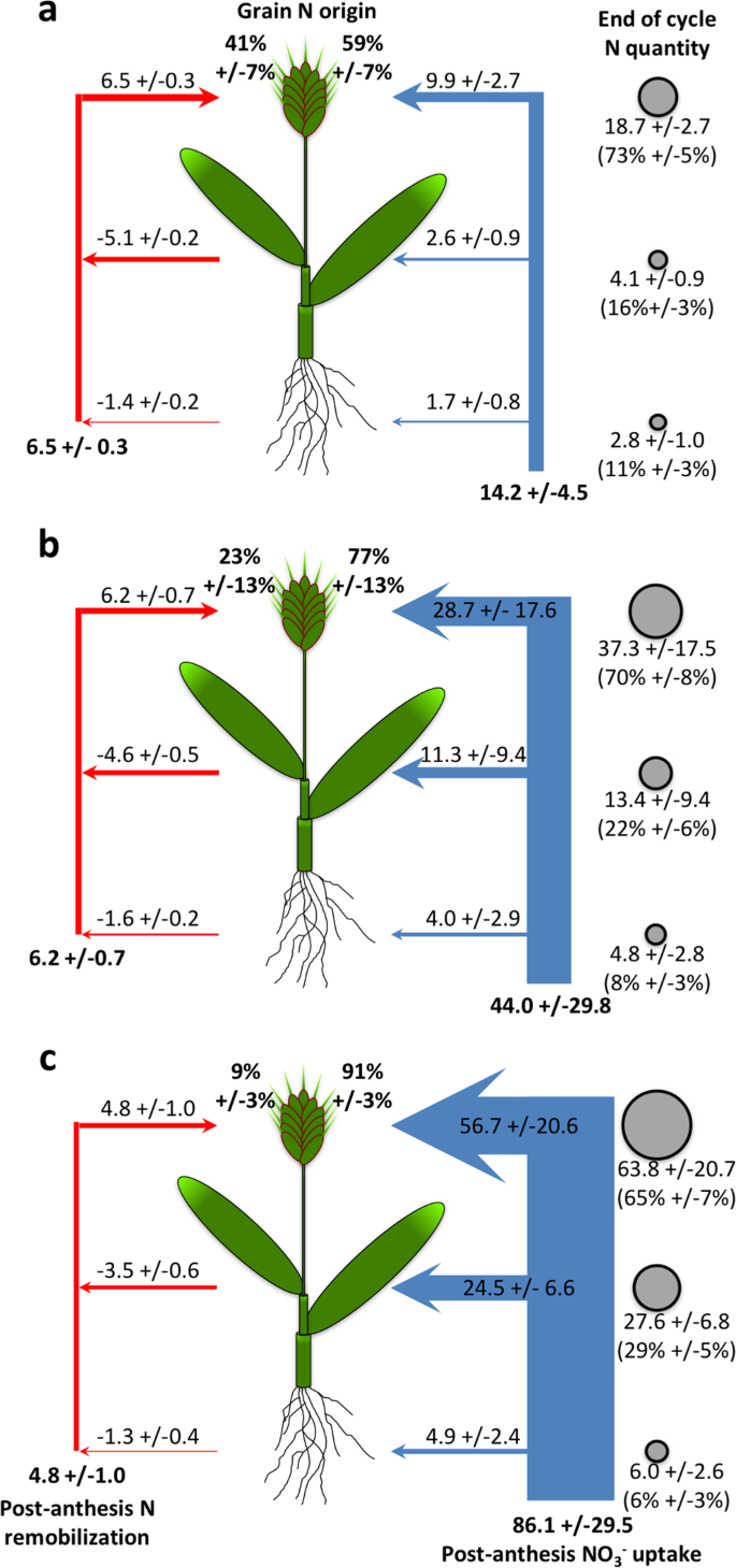 post anthesis meaning figure 5