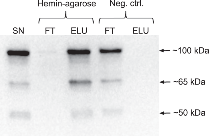 Rejection of Lepeophtheirus salmonis driven in part by chitin