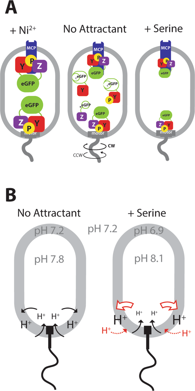 Probing Chemotaxis Activity In Escherichia Coli Using Fluorescent Protein Fusions Scientific Reports