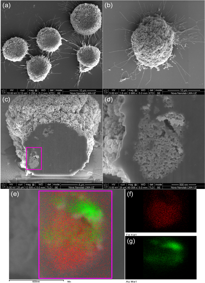 Gold Decorated Magnetic Nanoparticles Design For Hyperthermia Applications And As A Potential Platform For Their Surface Functionalization Scientific Reports