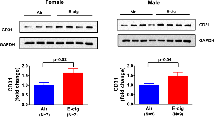 The Effect Of Electronic Cigarette Vaping On Cardiac Function And Angiogenesis In Mice Scientific Reports