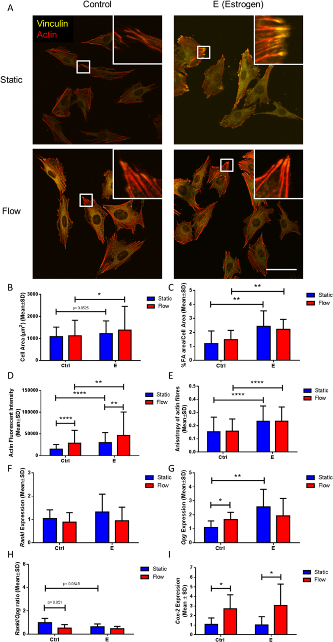 Estrogen Deficiency Impairs Integrin A V B 3 Mediated Mechanosensation By Osteocytes And Alters Osteoclastogenic Paracrine Signalling Scientific Reports