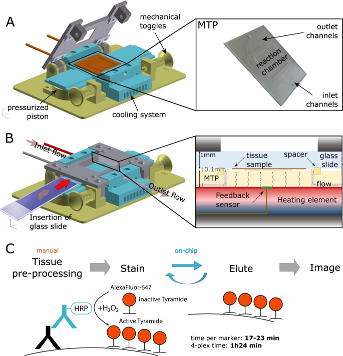 Ultra-fast and automated immunohistofluorescent multistaining a microfluidic tissue processor | Scientific Reports