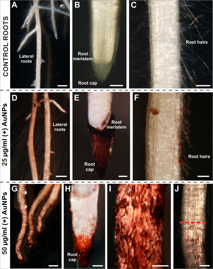 The development of a hairless phenotype in barley roots treated with gold nanoparticles is accompanied by changes in the symplasmic communication | Scientific Reports The development of a hairless phenotype in barley roots treated with gold nanoparticles is accompanied by changes in the symplasmic communication | Scientific Reports