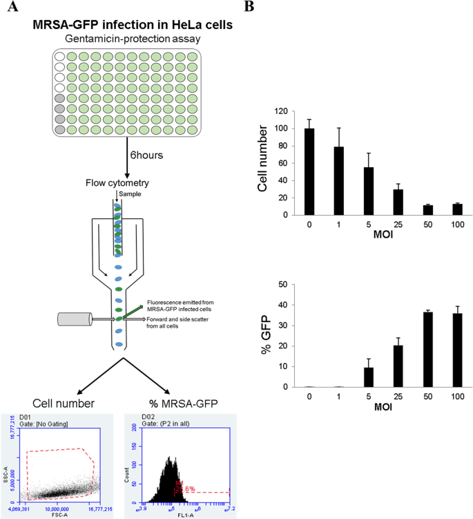 Novel Genetic Insights into Staphylococcus aureus Uncovered