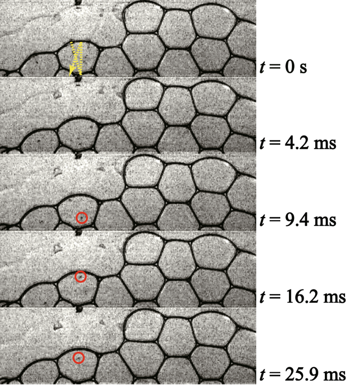 In Situ Observation Of Collective Bubble Collapse Dynamics In A Quasi Two Dimensional Foam Scientific Reports