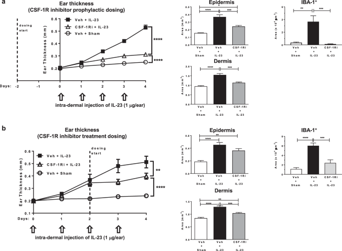 Monocytes Macrophages Play A Pathogenic Role In Il 23 Mediated Psoriasis Like Skin Inflammation Scientific Reports