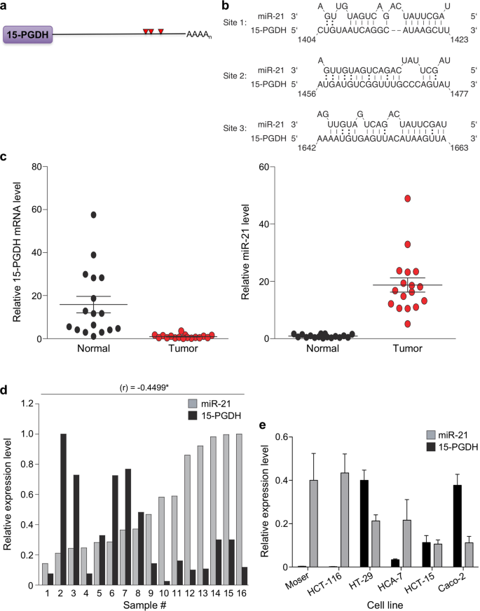 Mir 21 Mediated Regulation Of 15 Hydroxyprostaglandin Dehydrogenase In Colon Cancer Scientific Reports