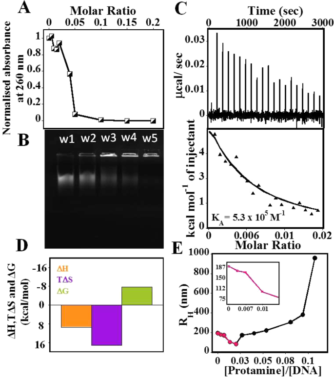 A Comprehensive Biophysical Analysis Of The Effect Of Dna Binding Drugs On Protamine Induced Dna Condensation Scientific Reports A Comprehensive Biophysical Analysis Of The Effect Of Dna Binding Drugs On Protamine Induced Dna Condensation Scientific Reports