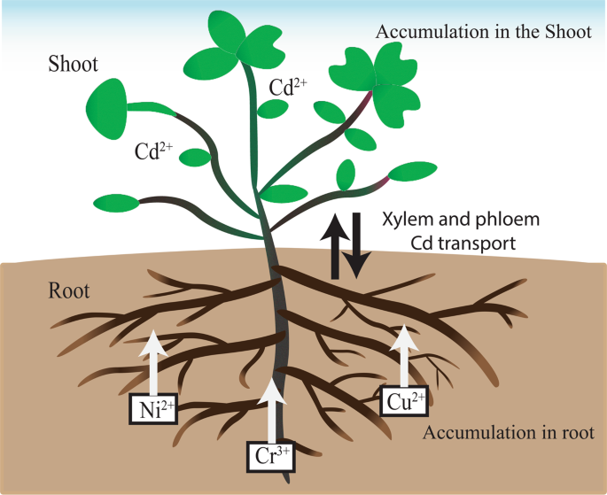 Correlation between the amount of heavy metals in the roots and