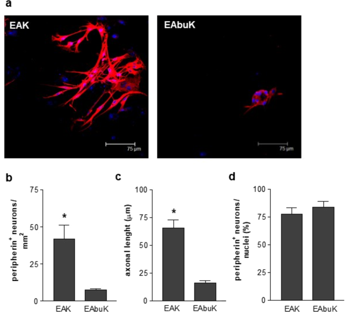 3d Synthetic Peptide Based Architectures For The Engineering Of The Enteric Nervous System Scientific Reports