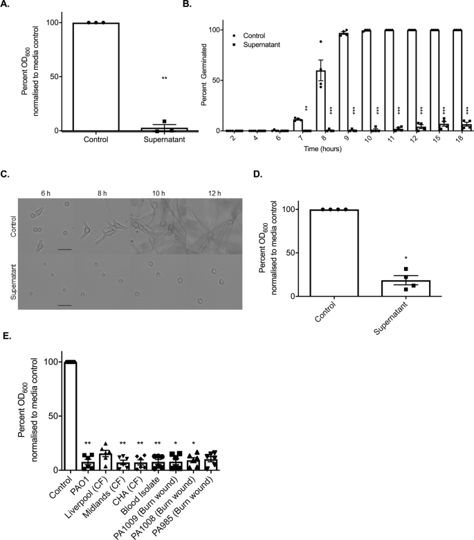 Pseudomonas Aeruginosa Inhibits Rhizopus Microsporus Germination Through Sequestration Of Free Environmental Iron Scientific Reports
