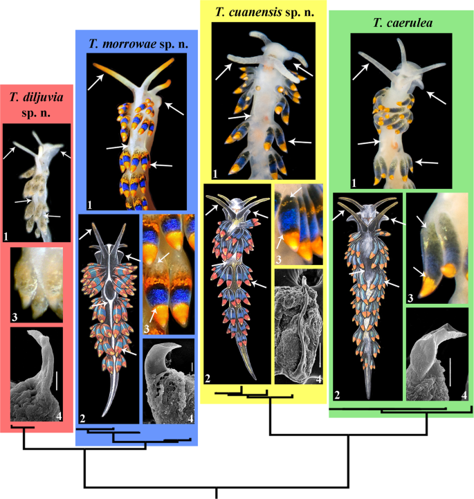 Multilevel Fine Scale Diversity Challenges The Cryptic Species Concept Scientific Reports