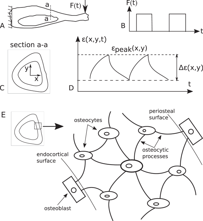 An Invertible Mathematical Model Of Cortical Bone S Adaptation To Mechanical Loading Scientific Reports
