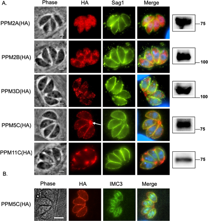 The G2 phase controls binary division of Toxoplasma gondii