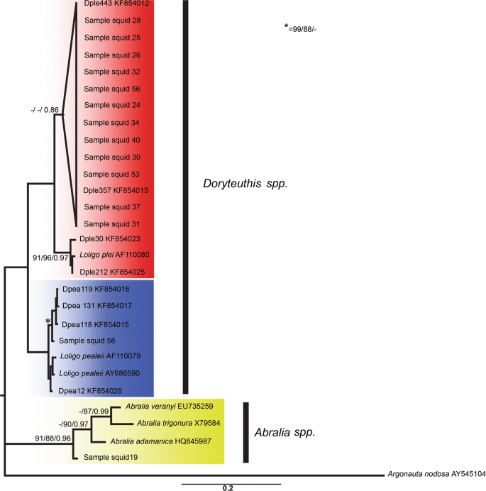 Surveying cephalopod diversity of the Amazon reef system using samples from  red snapper stomachs and description of a new genus and species of octopus  | Scientific Reports