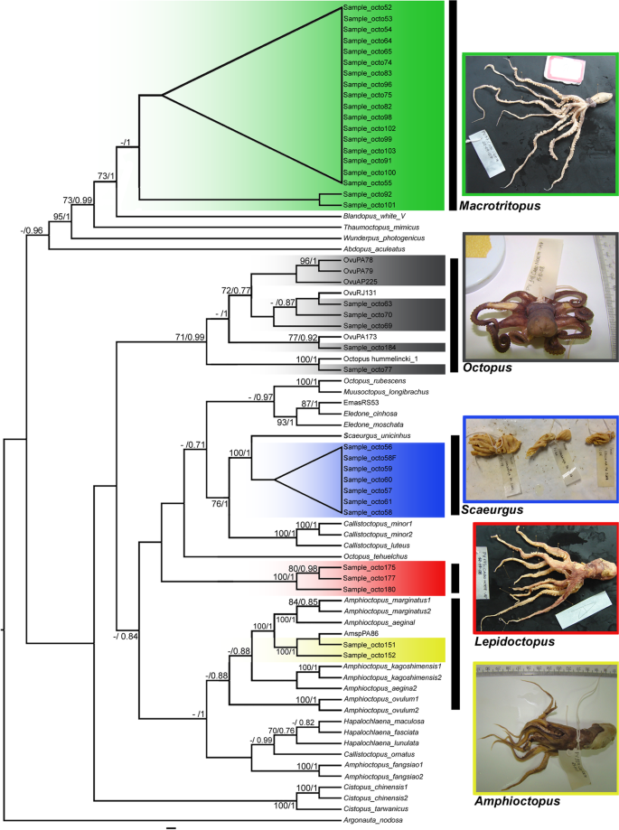 Surveying cephalopod diversity of the Amazon reef system using samples from  red snapper stomachs and description of a new genus and species of octopus  | Scientific Reports