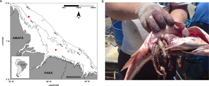 Surveying cephalopod diversity of the Amazon reef system using samples from  red snapper stomachs and description of a new genus and species of octopus  | Scientific Reports