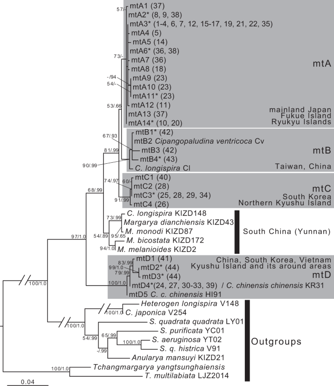 Enigmatic Incongruence Between Mtdna And Ndna Revealed By Multi Locus Phylogenomic Analyses In Freshwater Snails Scientific Reports