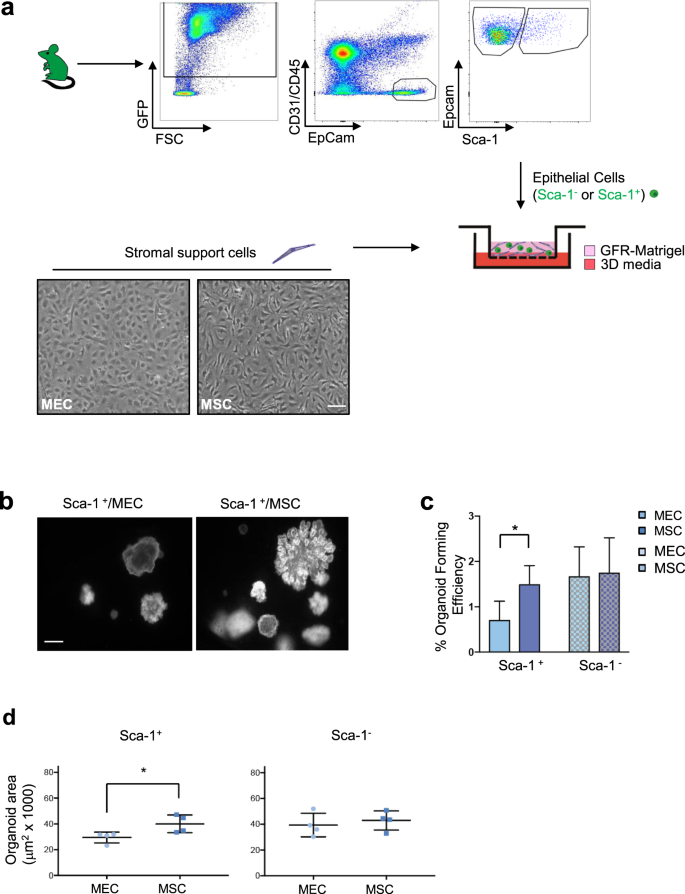 Mesenchymal Stem Cells Increase Alveolar Differentiation In Lung Progenitor Organoid Cultures Scientific Reports