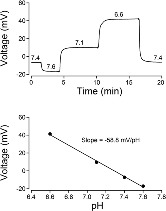 The Na H Exchanger Nhe1 Regulates Extra And Intracellular Ph And Nimodipine Sensitive Ca 2 I In The Suprachiasmatic Nucleus Scientific Reports